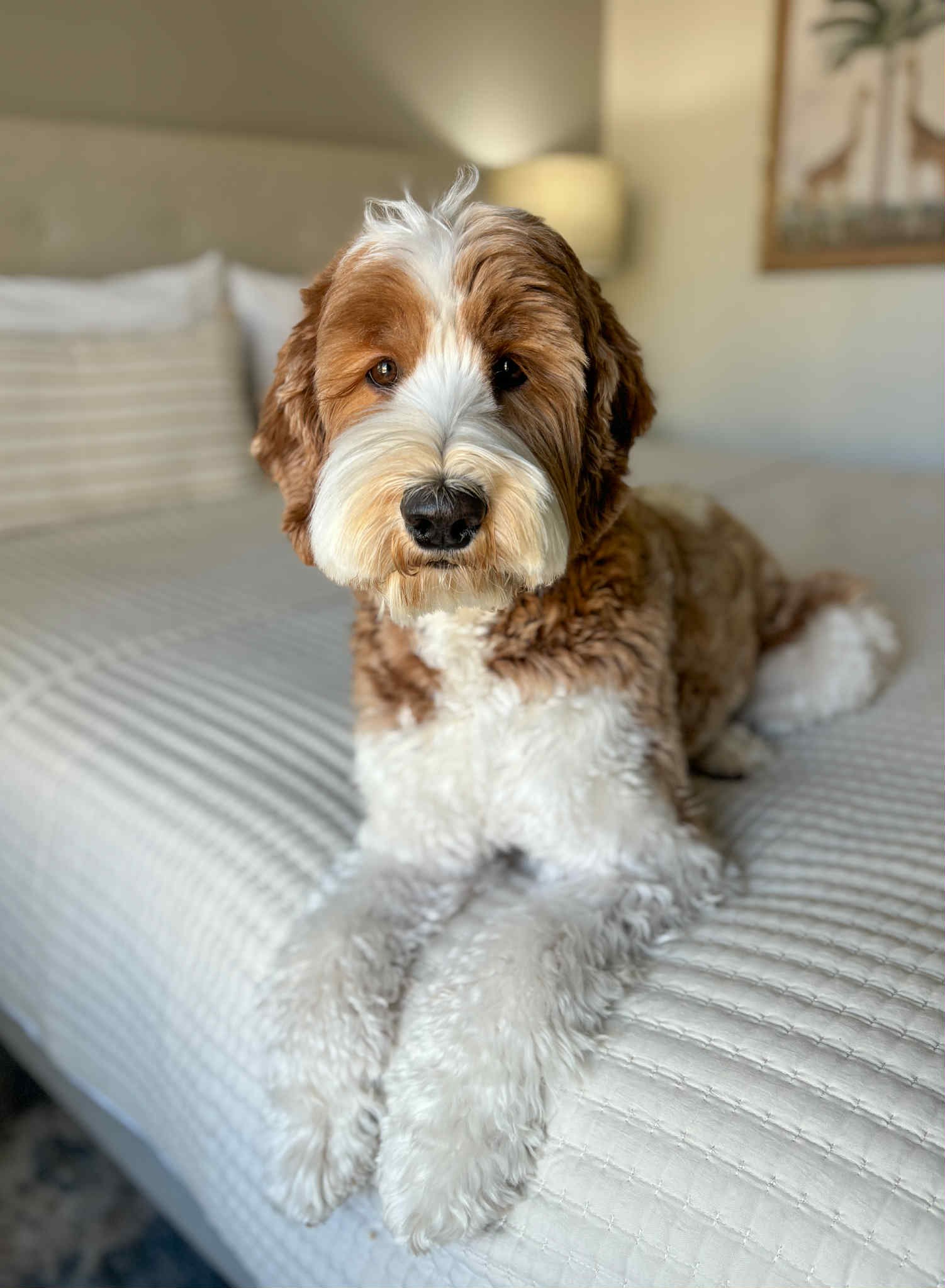 OUR LITTERS — WELCOME HOME DOODLES Multigeneration Australian